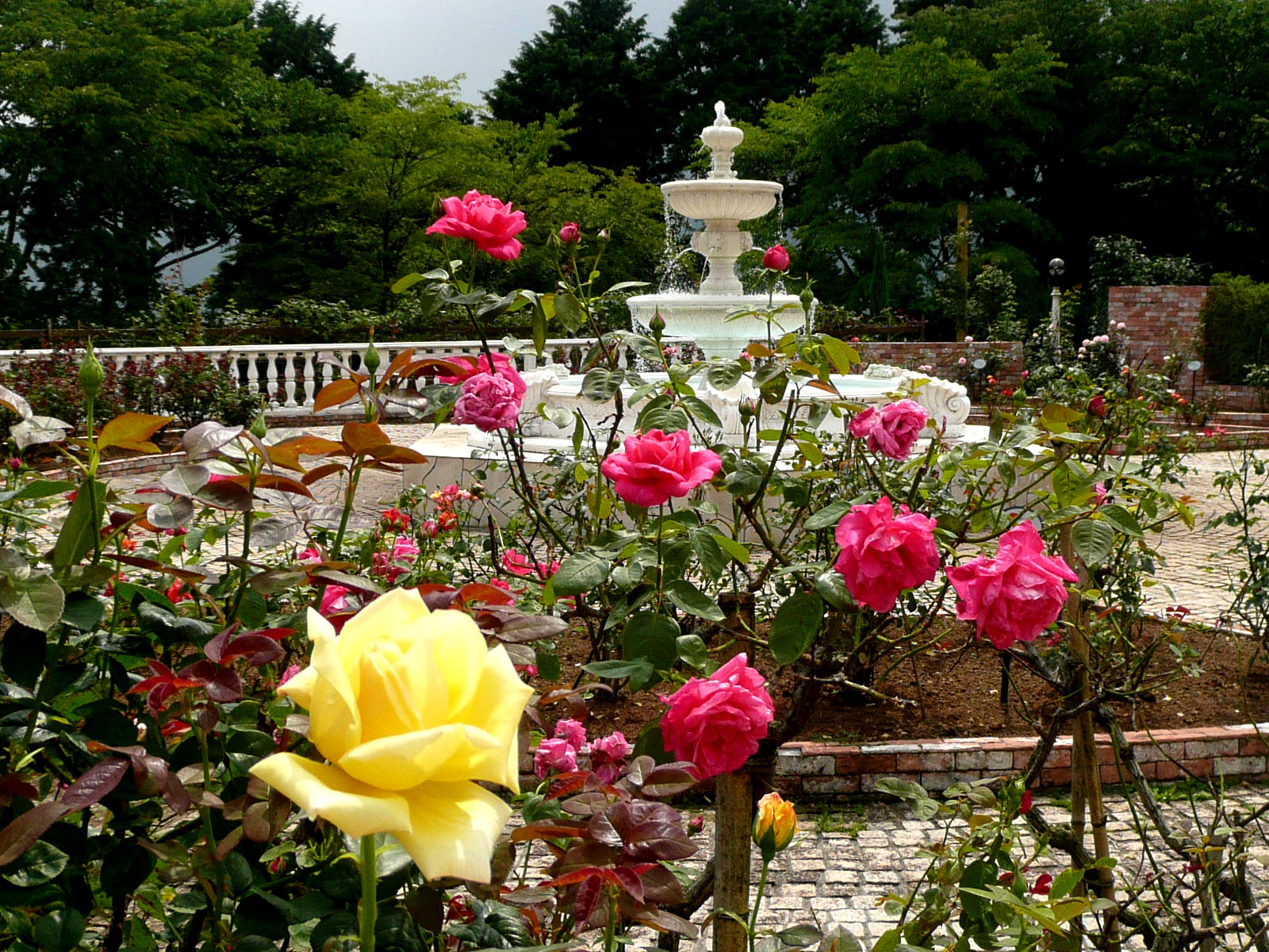 バラ園開花状況 山のホテル 箱根 芦ノ湖 季節の花便り